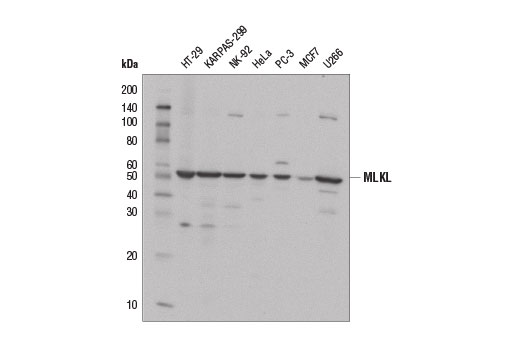  Image 1: PhosphoPlus® MLKL (Ser358) Antibody Duet