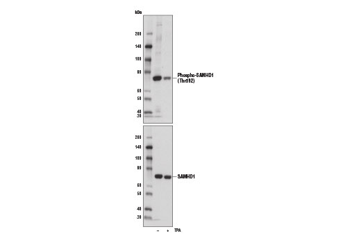 Western Blotting Image 1: Phospho-SAMHD1 (Thr592) Antibody