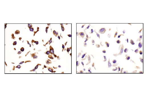 Immunohistochemistry Image 3: IGF-II Receptor/CI-M6PR (D8Z3J) Rabbit mAb
