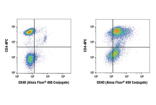 Flow Cytometry Image 1: OX40 (D1S6L) Rabbit mAb (Alexa Fluor® 488 Conjugate)