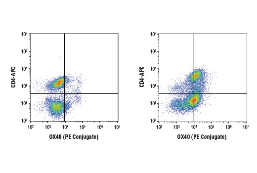Flow Cytometry Image 1: OX40 (D1S6L) Rabbit mAb (PE Conjugate)