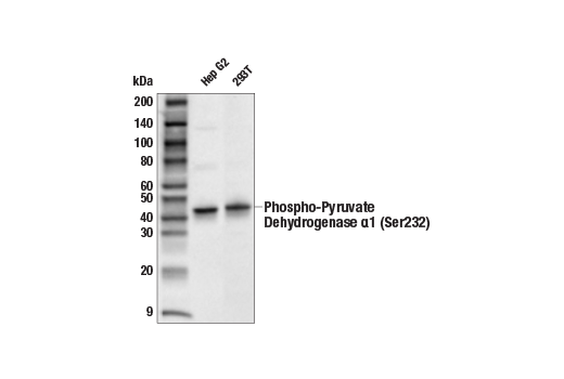 Western Blotting Image 2: Phospho-Pyruvate Dehydrogenase α1 (Ser232) Antibody