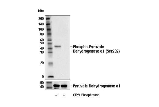 Western Blotting Image 1: Phospho-Pyruvate Dehydrogenase α1 (Ser232) Antibody