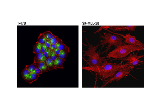 Immunofluorescence Image 1: MUC1-C (D5K9I) XP® Rabbit mAb