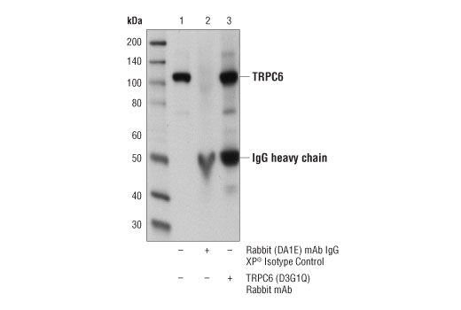 Immunoprecipitation Image 1: TRPC6 (D3G1Q) Rabbit mAb
