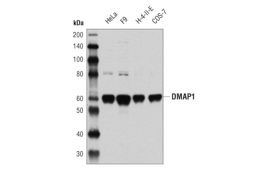 Western Blotting Image 1: DMAP1 (D4O2G) Rabbit mAb