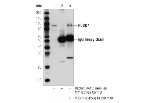 Immunoprecipitation Image 1: PCSK7 (D4I5G) Rabbit mAb