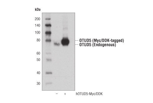 Western Blotting Image 2: OTUD5 Antibody