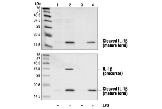 Western Blotting Image 1: Cleaved IL-1β (Asp116) Antibody