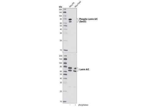 Western Blotting Image 2: Phospho-Lamin A/C (Ser22) Antibody