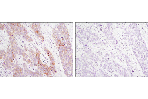 Immunohistochemistry Image 1: DHCR24/Seladin-1 (C59D8) Rabbit mAb