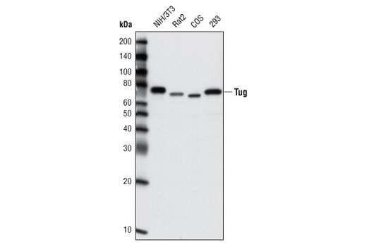 Western Blotting Image 1: Tug Antibody