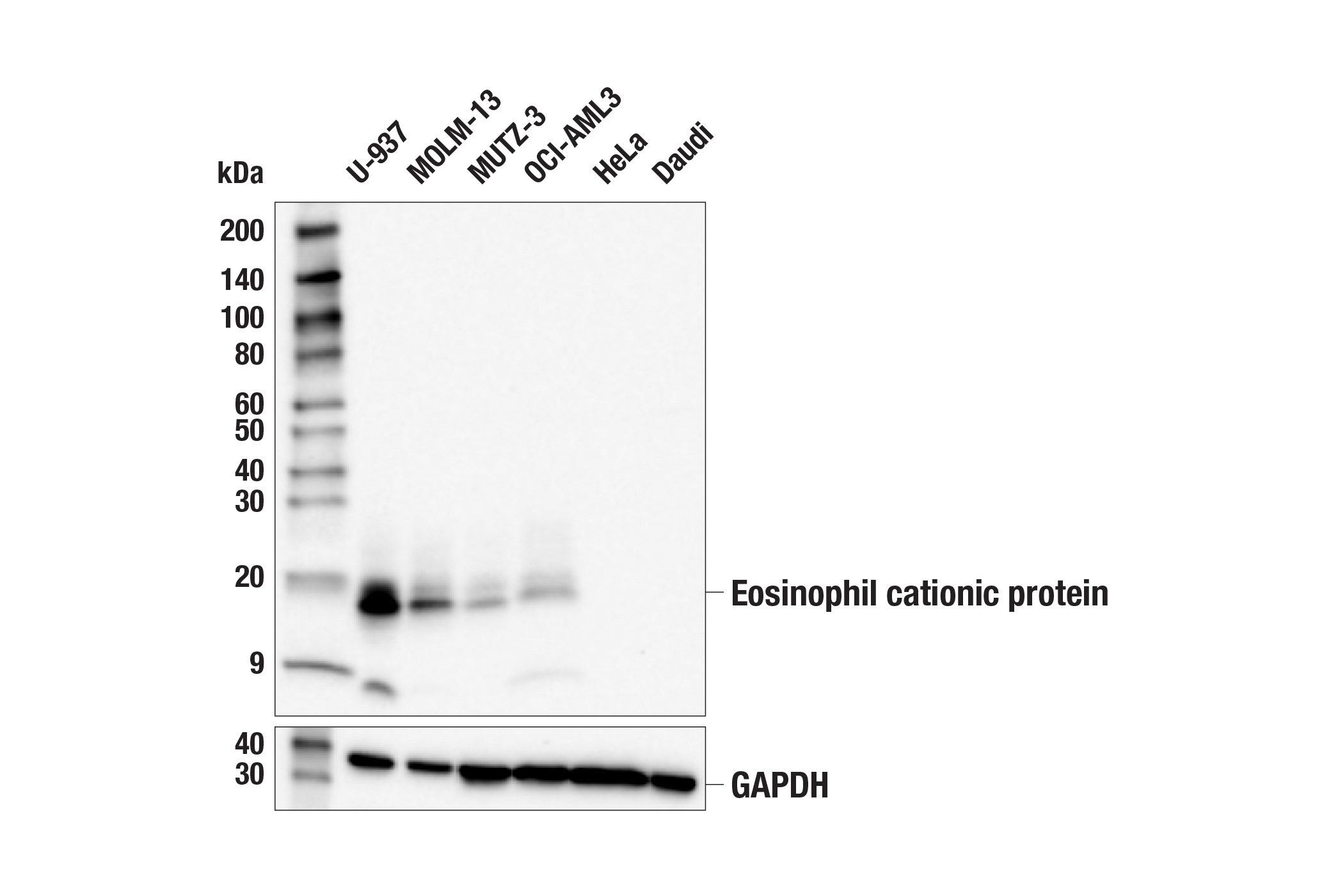 Eosinophil Cationic Protein E U M Rabbit Mab Bsa And Azide Free