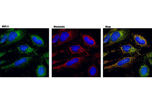 Immunofluorescence Image 1: MRPL11 (D68F2) XP® Rabbit mAb