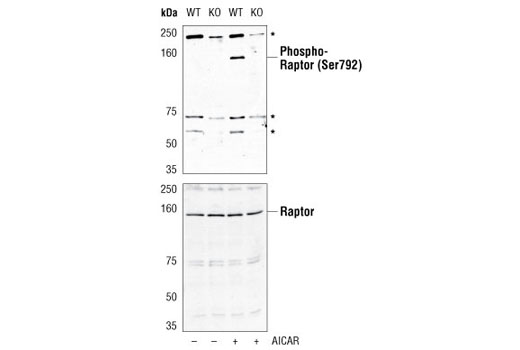  Image 11: mTOR Regulation Antibody Sampler Kit