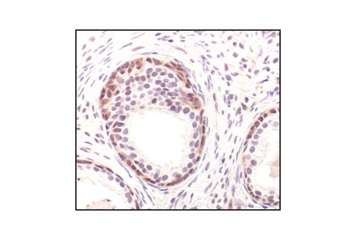 Immunohistochemistry Image 1: GAPDH (14C10) Rabbit mAb (BSA and Azide Free)