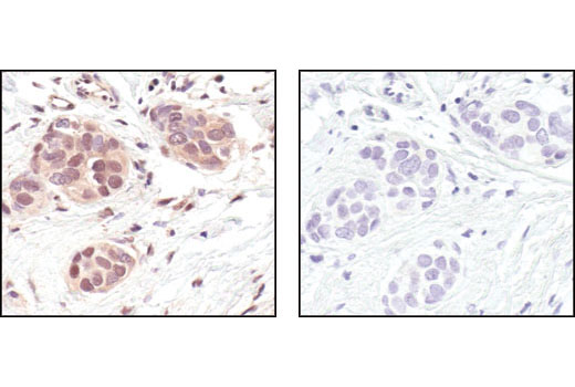 Immunohistochemistry Image 2: GAPDH (14C10) Rabbit mAb (BSA and Azide Free)