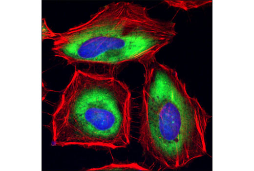 Immunofluorescence Image 1: GAPDH (14C10) Rabbit mAb (BSA and Azide Free)