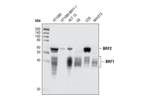Western Blotting Image 1: BRF1/2 Antibody