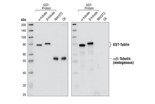 Western Blotting Image 2: α/β-Tubulin Antibody