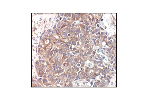 Immunohistochemistry Image 1: α/β-Tubulin Antibody