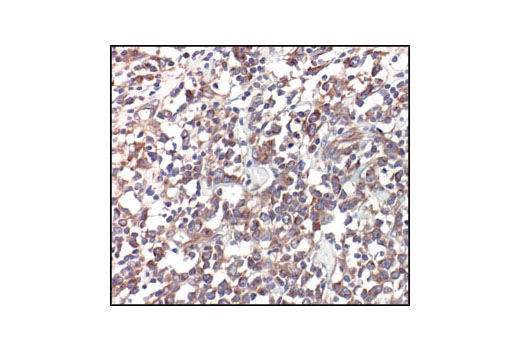 Immunohistochemistry Image 3: α/β-Tubulin Antibody