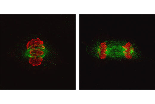 Immunofluorescence Image 2: α/β-Tubulin Antibody