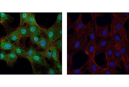Immunofluorescence Image 1: Skp1 Antibody