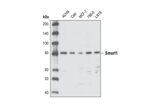 Western Blotting Image 1: Smurf1 Antibody