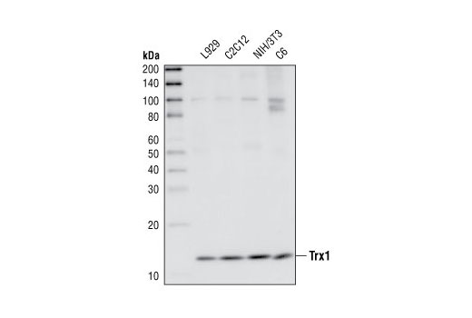 Western Blotting Image 1: Thioredoxin 1 Antibody
