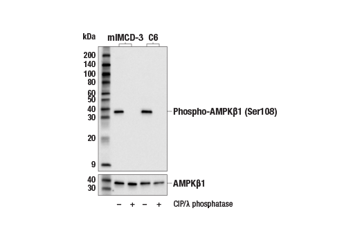 Western Blotting Image 3: Phospho-AMPKβ1 (Ser108) (E8N3N) Rabbit mAb