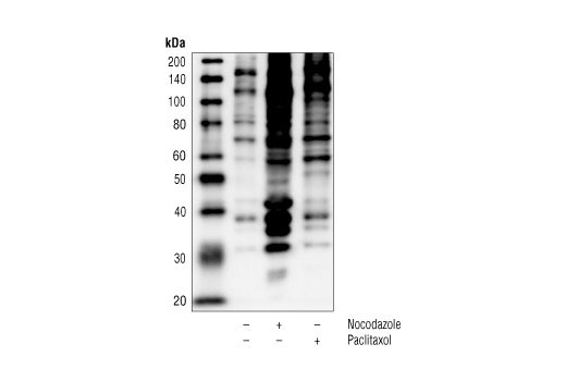 Western Blotting Image 1: Phospho-(Ser) CDKs Substrate Antibody