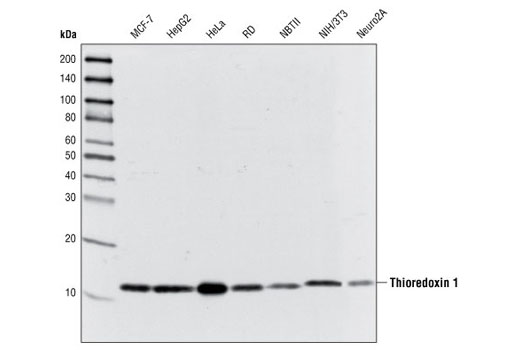 Western Blotting Image 1: Thioredoxin 1 (C63C6) Rabbit mAb