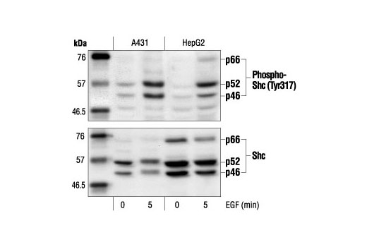 Western Blotting Image 1: Phospho-Shc (Tyr317) Antibody