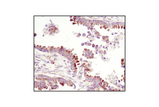 Immunohistochemistry Image 2: PDI Antibody