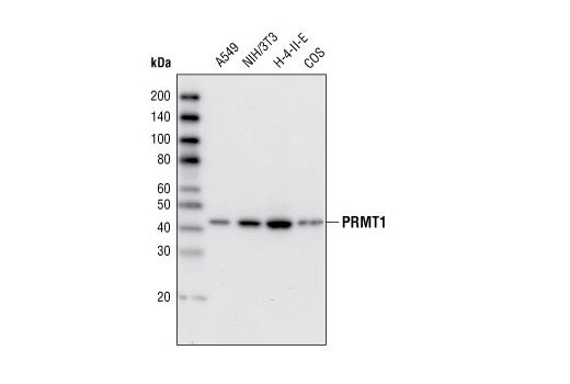 Western Blotting Image 1: PRMT1 (A33) Antibody