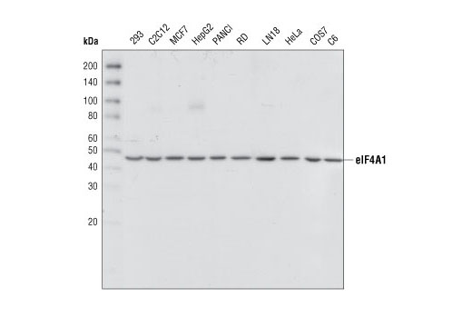 Western Blotting Image 1: eIF4A1 Antibody