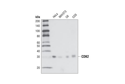  Image 9: CDK Antibody Sampler Kit