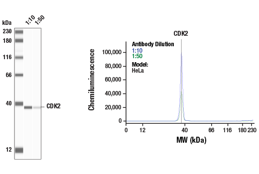  Image 1: Cell Cycle Regulation Antibody Sampler Kit