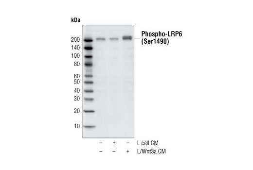 Western Blotting Image 1: Phospho-LRP6 (Ser1490) Antibody