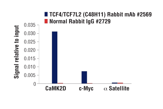  Image 17: TCF/LEF Family Antibody Sampler Kit