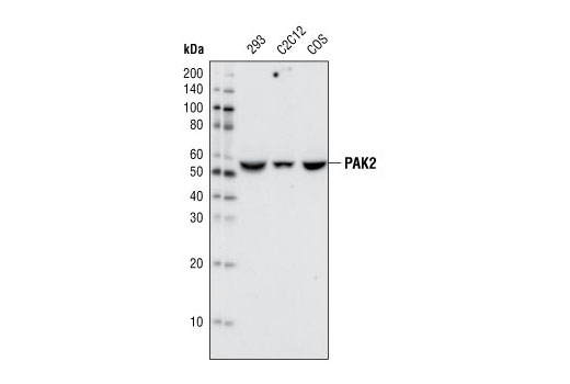  Image 8: PAK 1/2/3 Antibody Sampler Kit