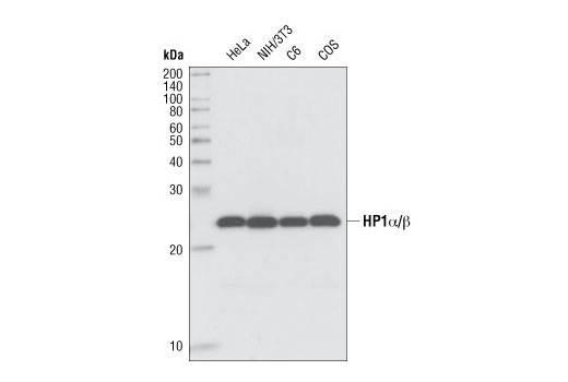 Western Blotting Image 1: HP1α/β (C7F11) Rabbit mAb