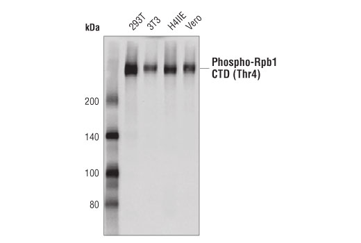 Western Blotting Image 1: Phospho-Rpb1 CTD (Thr4) (D7L9W) Rabbit mAb