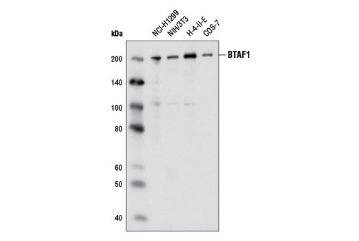 Western Blotting Image 1: BTAF1 Antibody