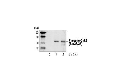 Western Blotting Image 2: Phospho-Chk2 (Ser33/35) Antibody