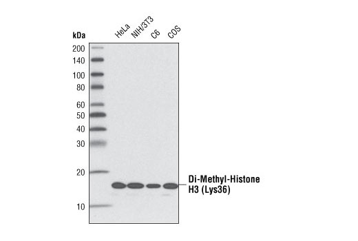 Western Blotting Image 2: Di-Methyl-Histone H3 (Lys36) (C75H12) Rabbit mAb (BSA and Azide Free)