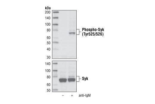  Image 6: Phospho-Syk Antibody Sampler Kit