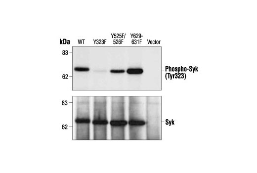  Image 7: Phospho-Syk Antibody Sampler Kit