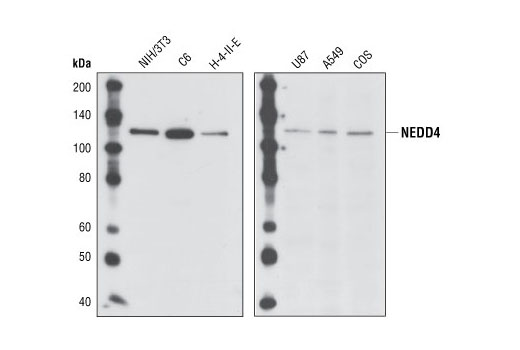 Western Blotting Image 1: NEDD4 Antibody